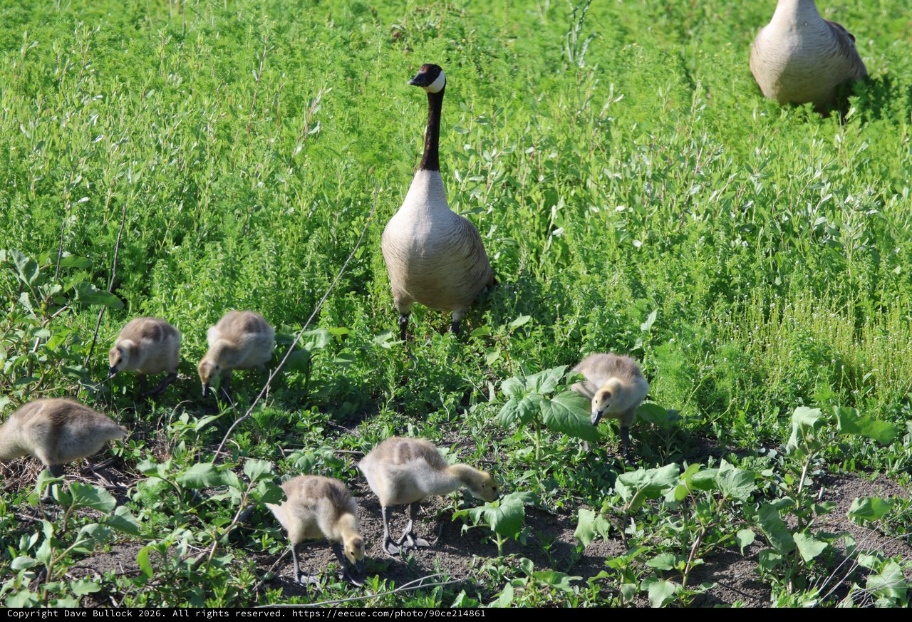 Canada Goose Family Foraging in Wetland Grassland