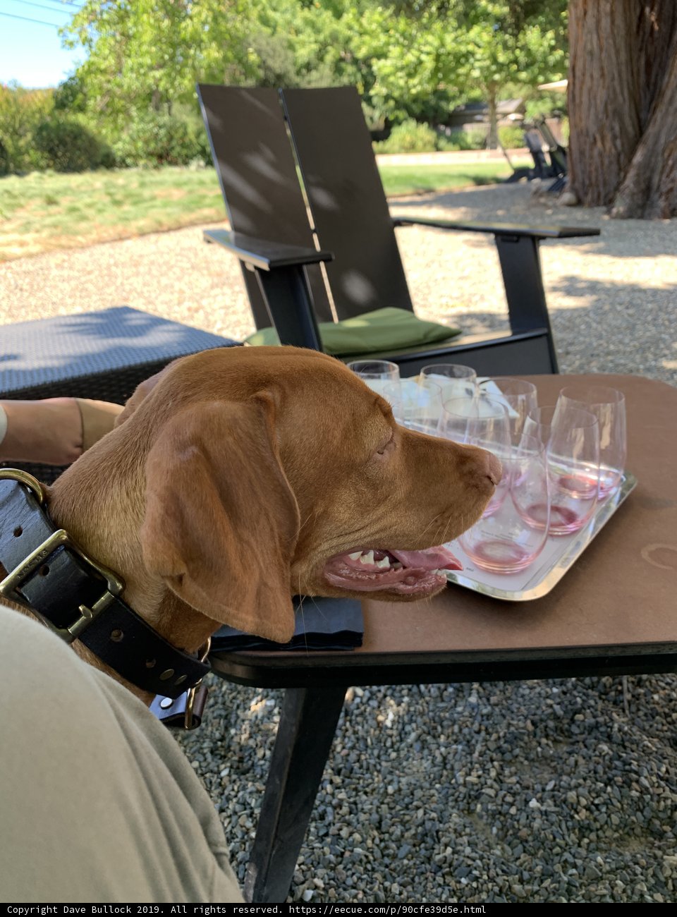 Canine Wine Tasting