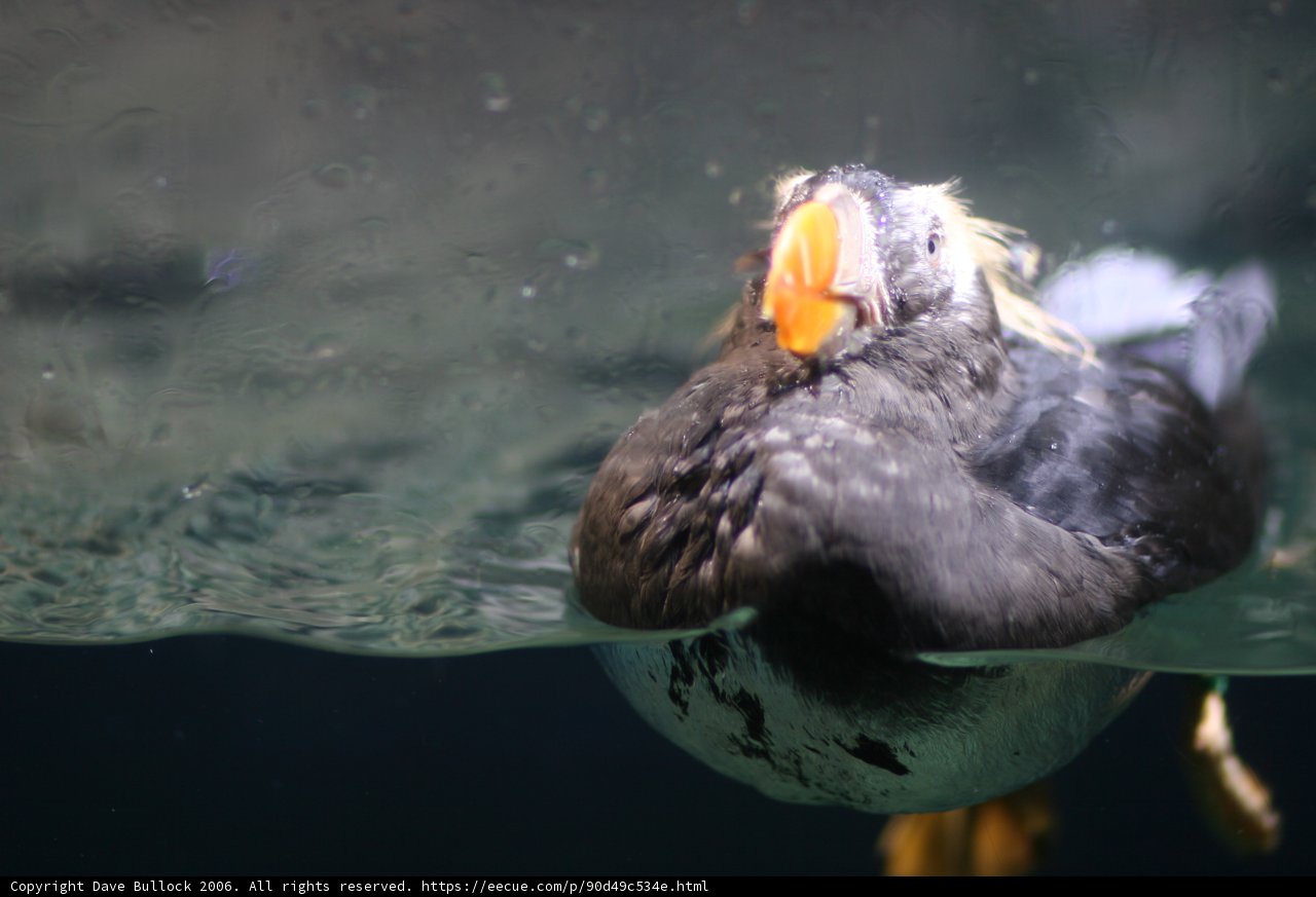 Puffin in the Aquarium