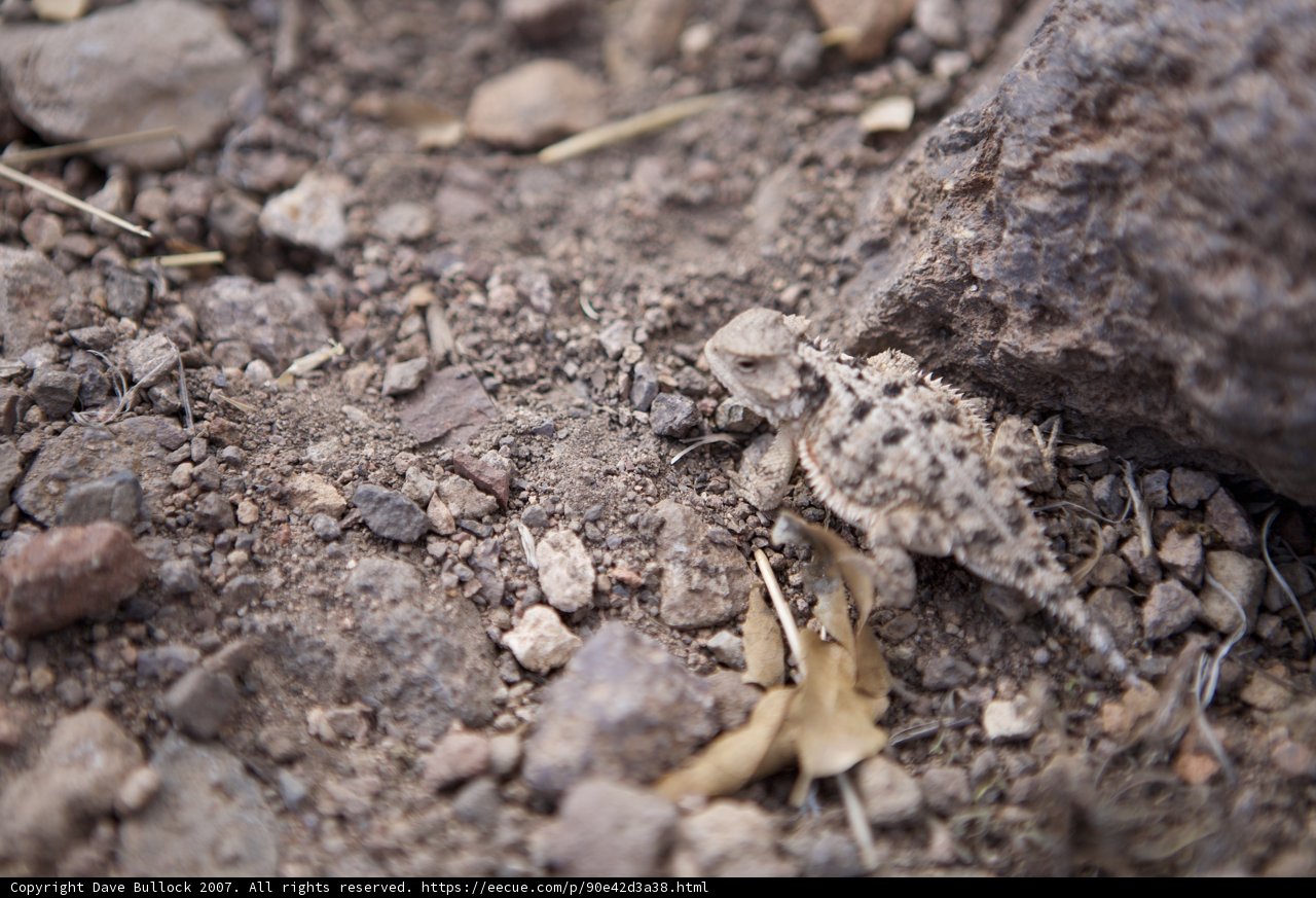 Tiny Lizard on Gravel