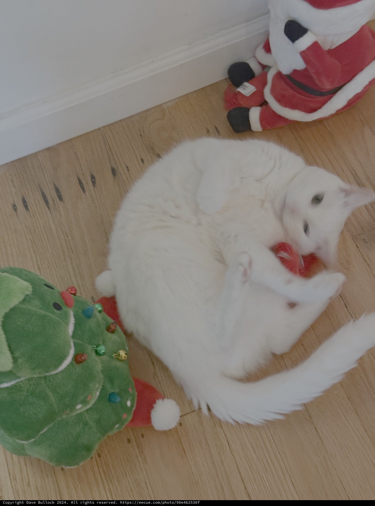 White Cat Playing with Christmas Toys