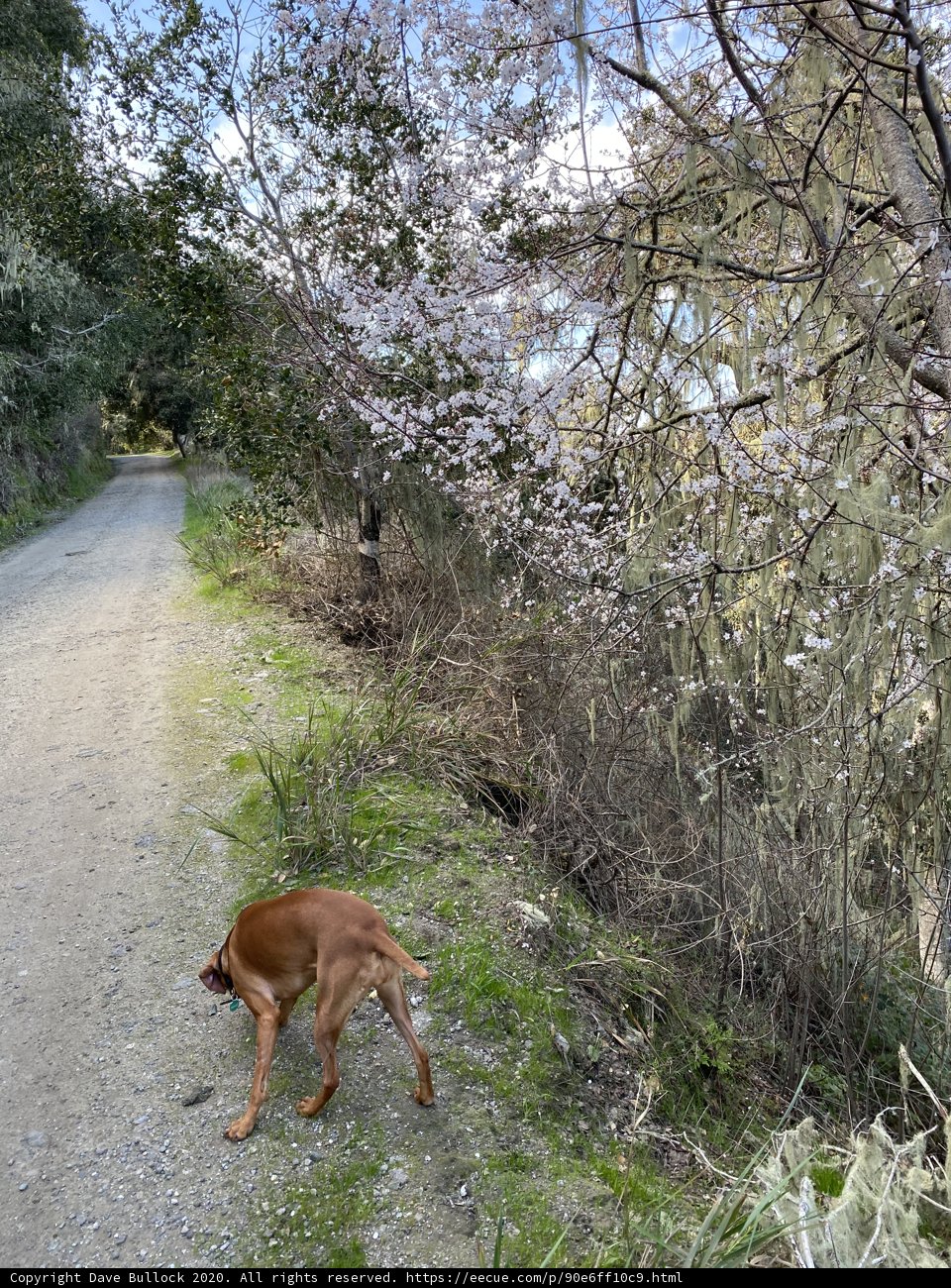 Canine Adventures in Carmel