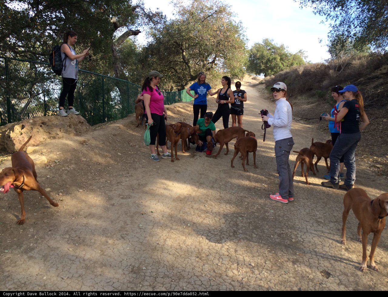 A Relaxing Day at the Park with Friends and Furry Companions