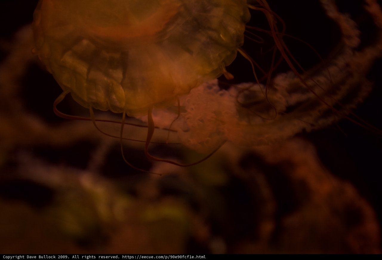 Jellyfish in the Aquarium
