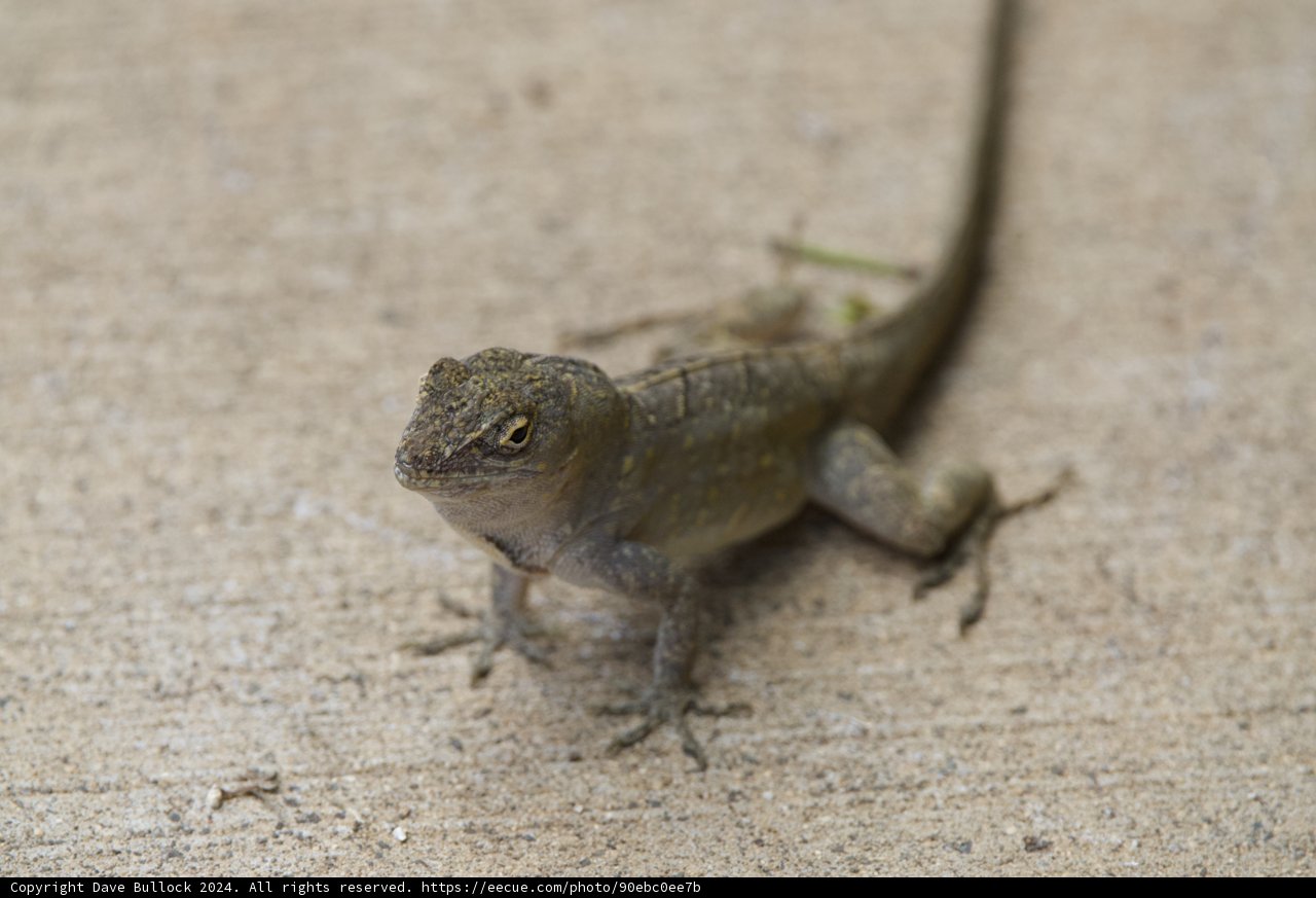 Gracious Gecko: A Close Encounter
