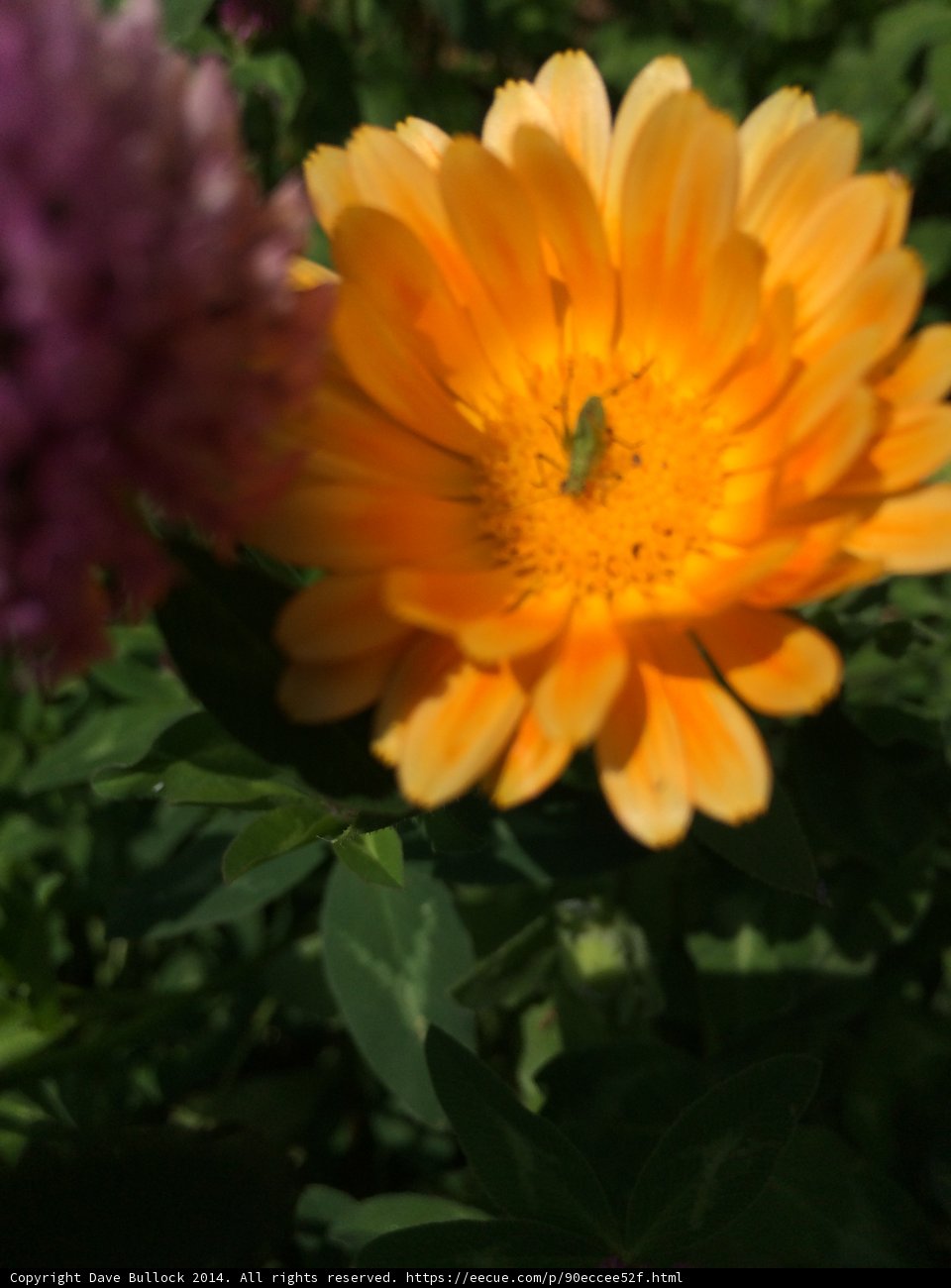 Daisy Bug