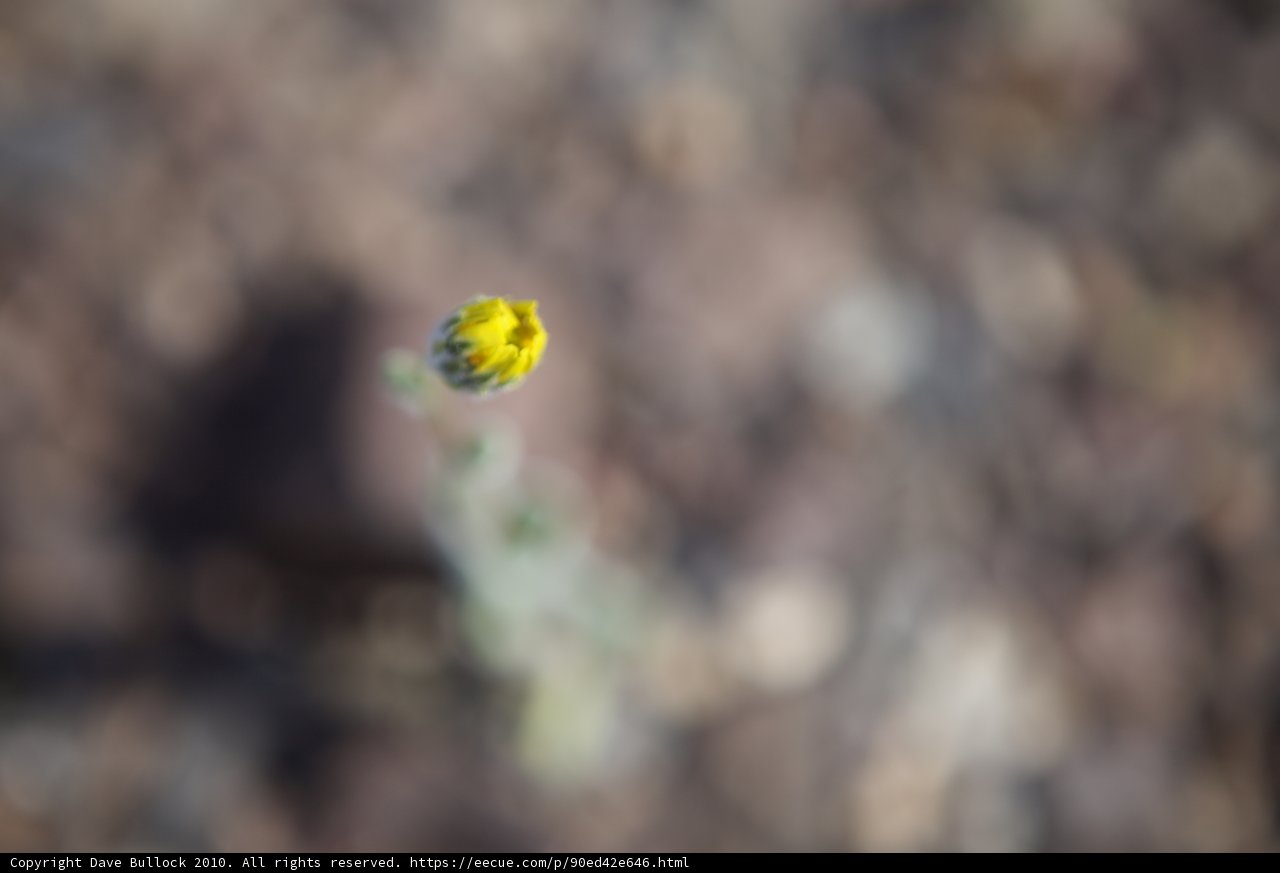 Lone Bloom