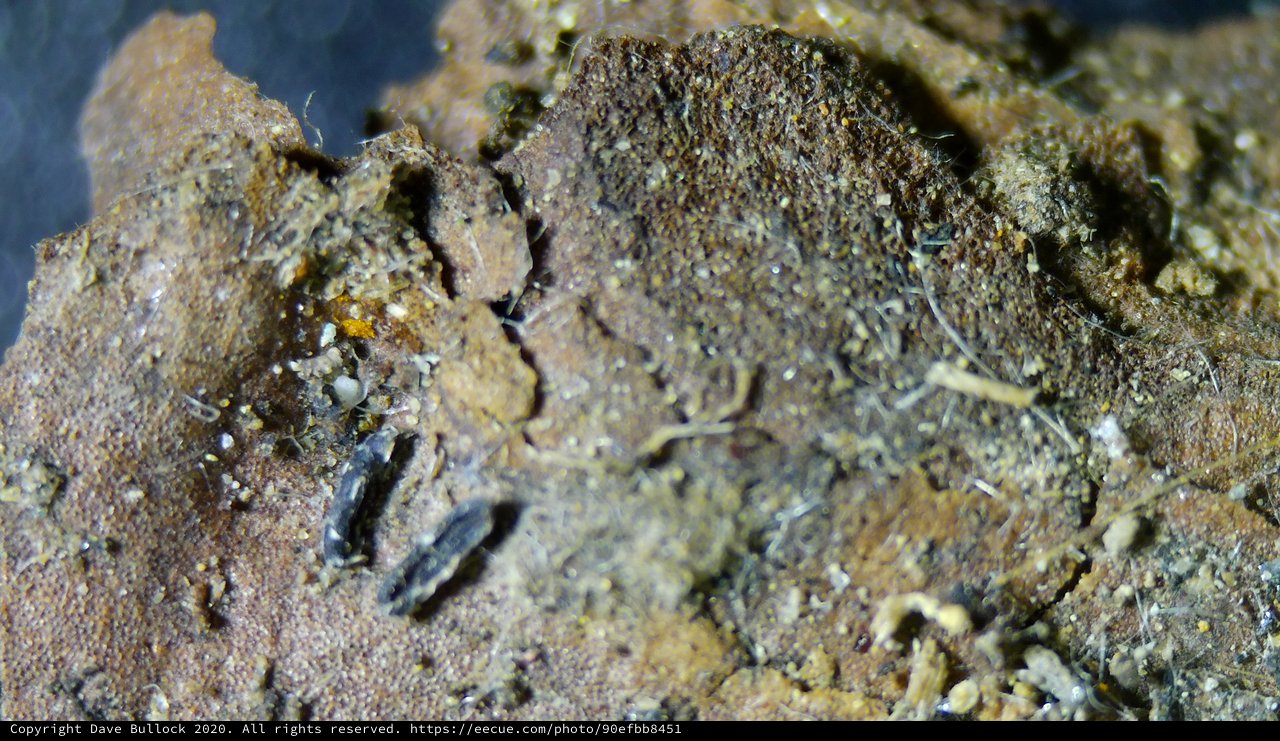 Macro View of Crumbling Rock and Organic Debris