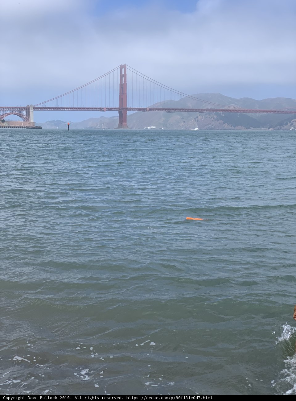 Bridge and Playful Pet