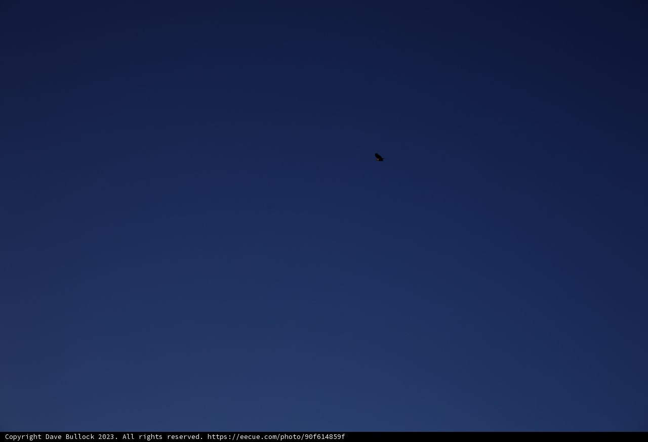 Soaring in the Blue Expanse