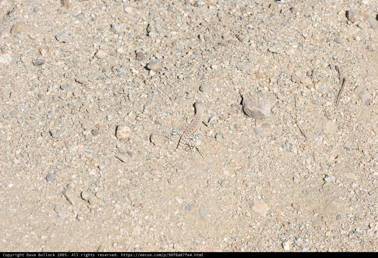 Lone Rock in the Wild