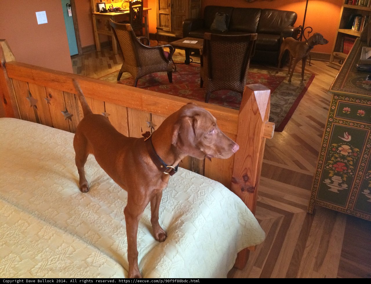 Canine Comfort