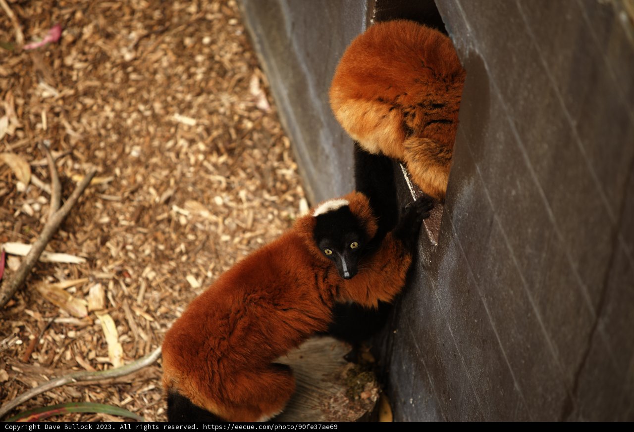 Lemurs Live: A Wall Climbing Adventure