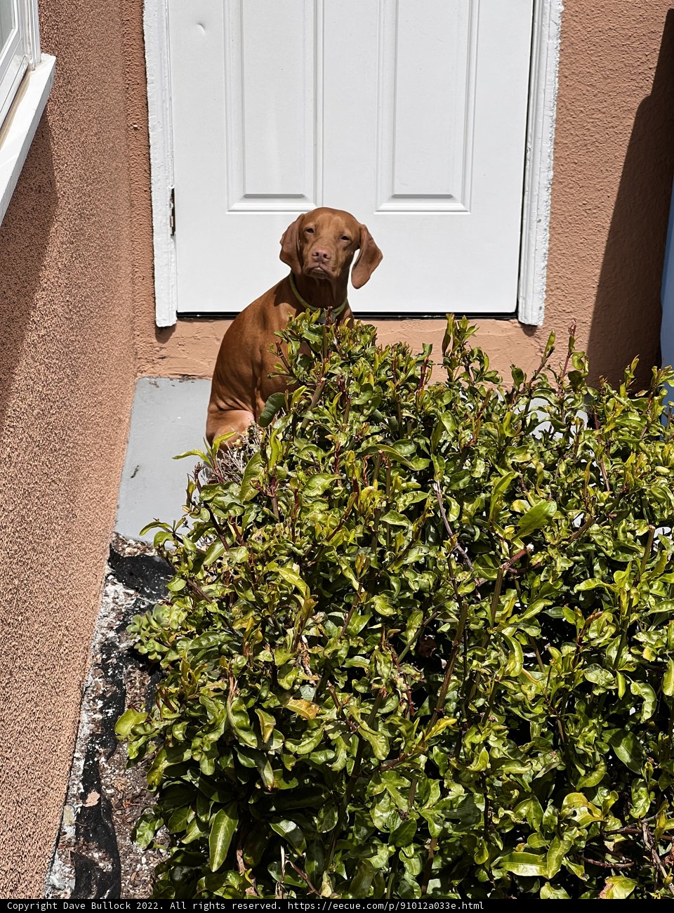 Puppy in the Plants