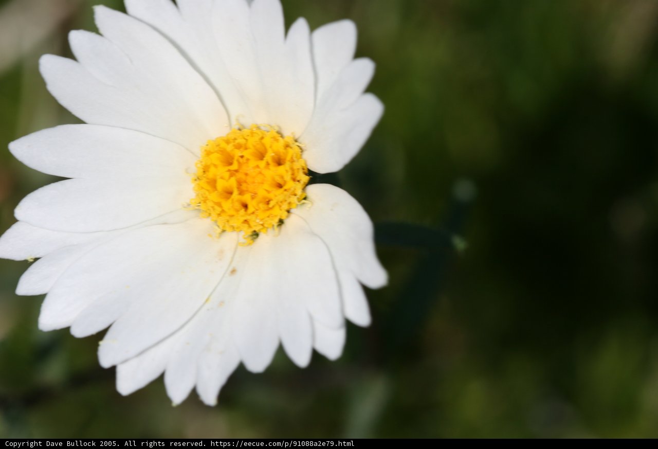 White Daisy in the Green Field