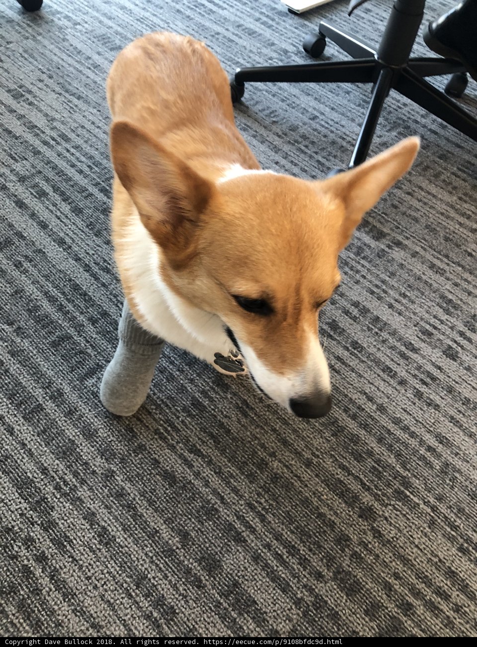 The Resilient Corgi
