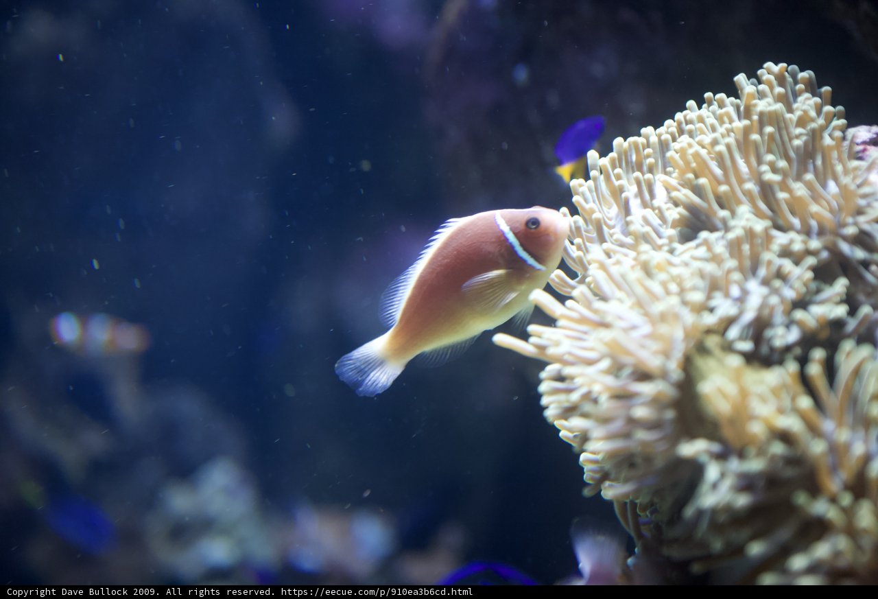 The Colorful Clownfish and its Stunning Anemone