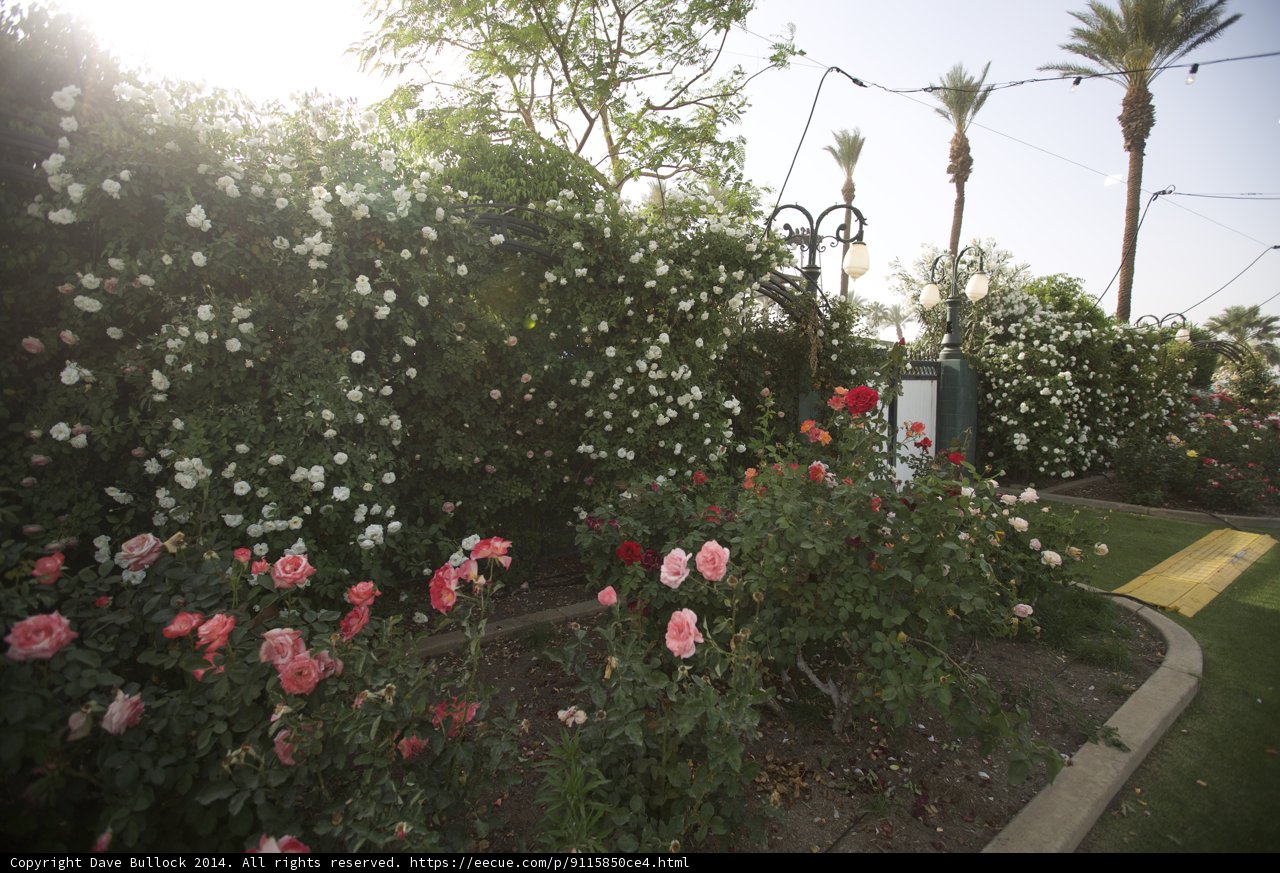 A Majestic Garden of Roses and Palms