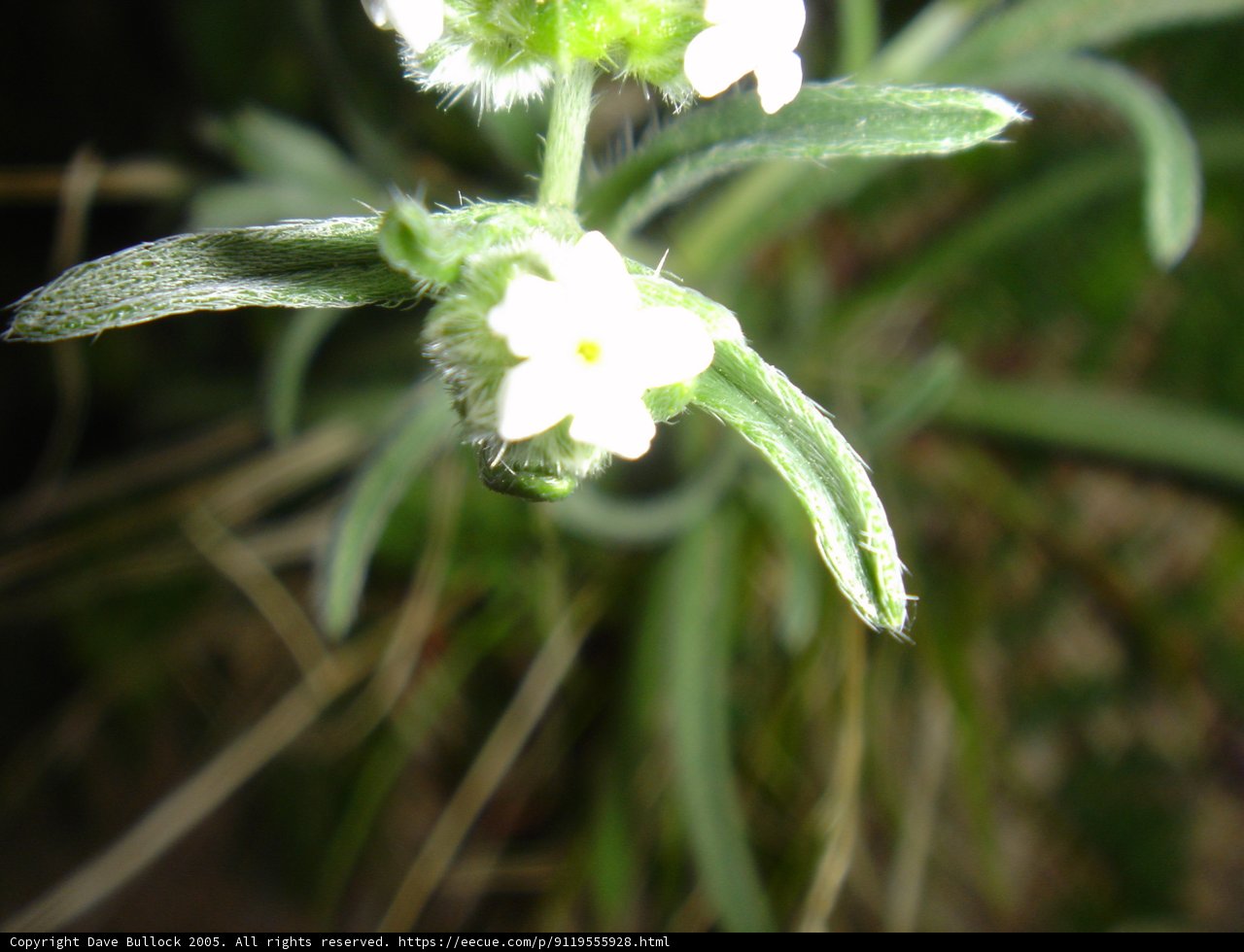 Delicate Acanthaceae Flower