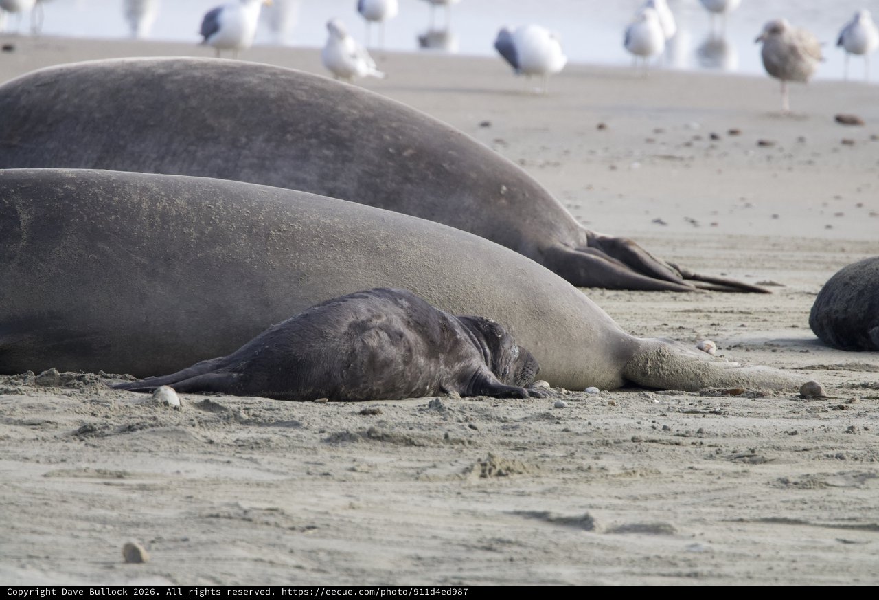 Elephant Seal Mother and Nursing Pup at Drakes Beach