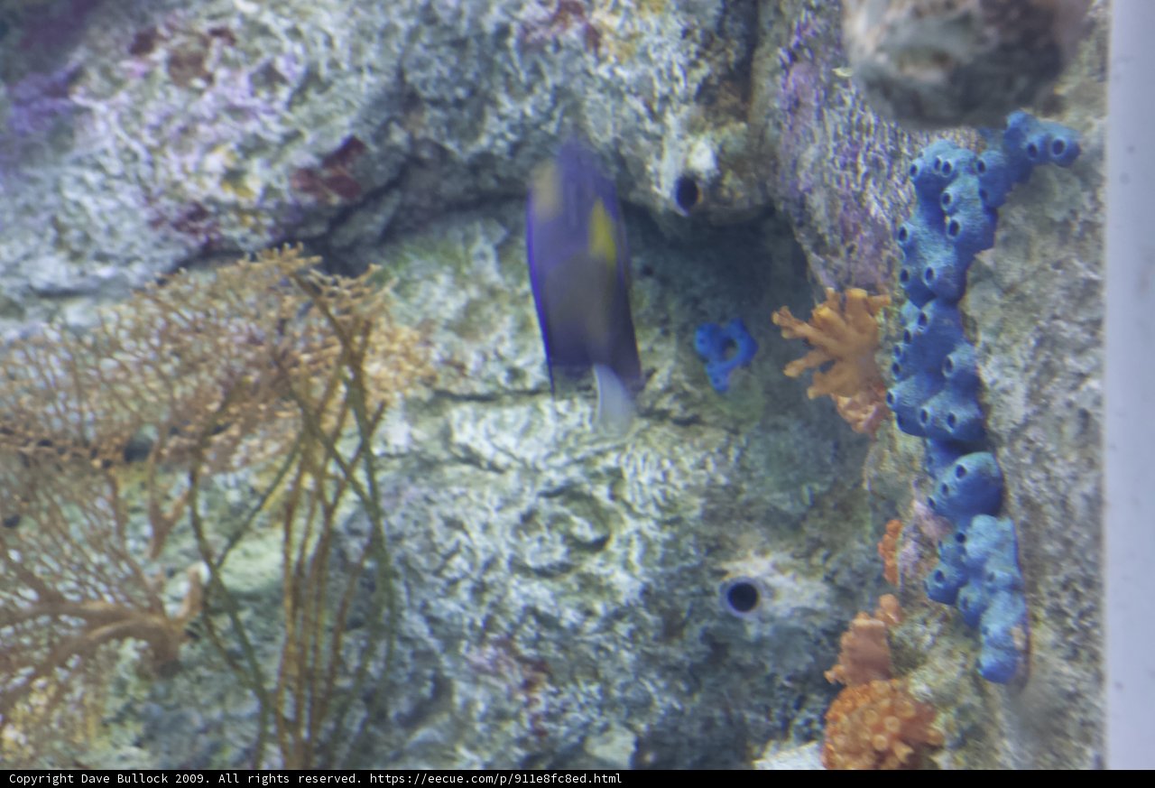 Blue and Yellow Fish in Penelope Aquarium