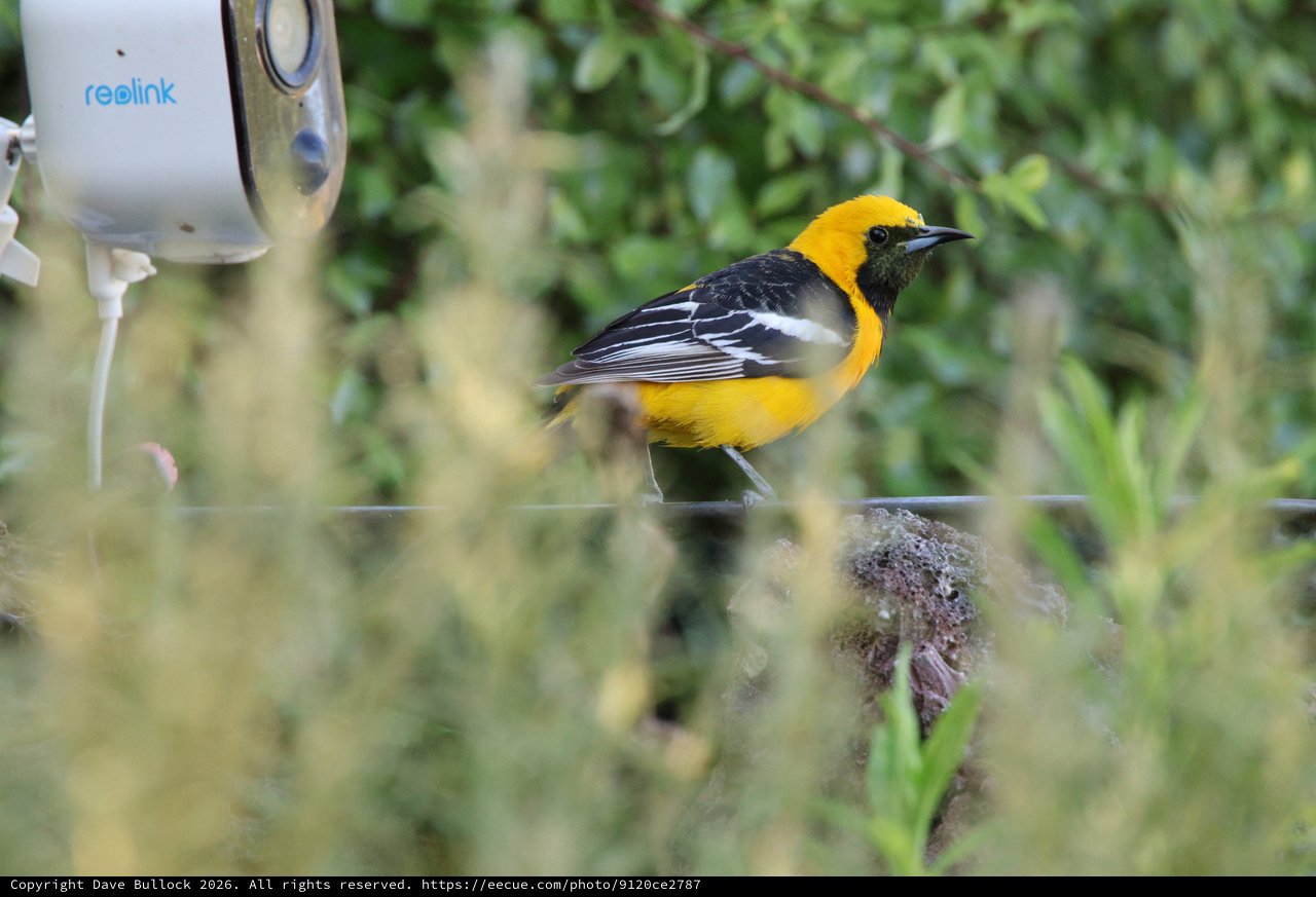 Hooded Oriole Perched Near Security Camera