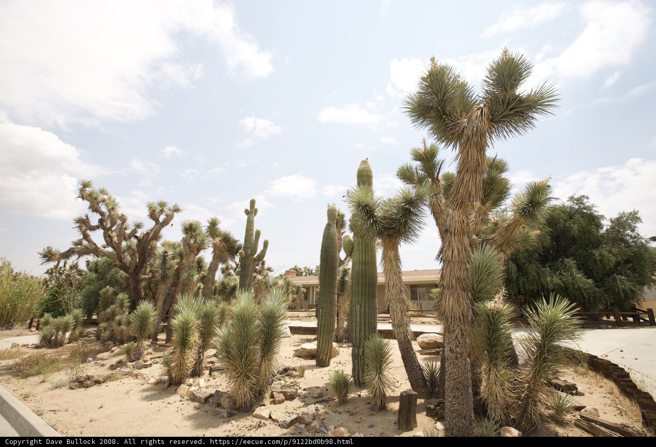 Majestic Cactus Garden