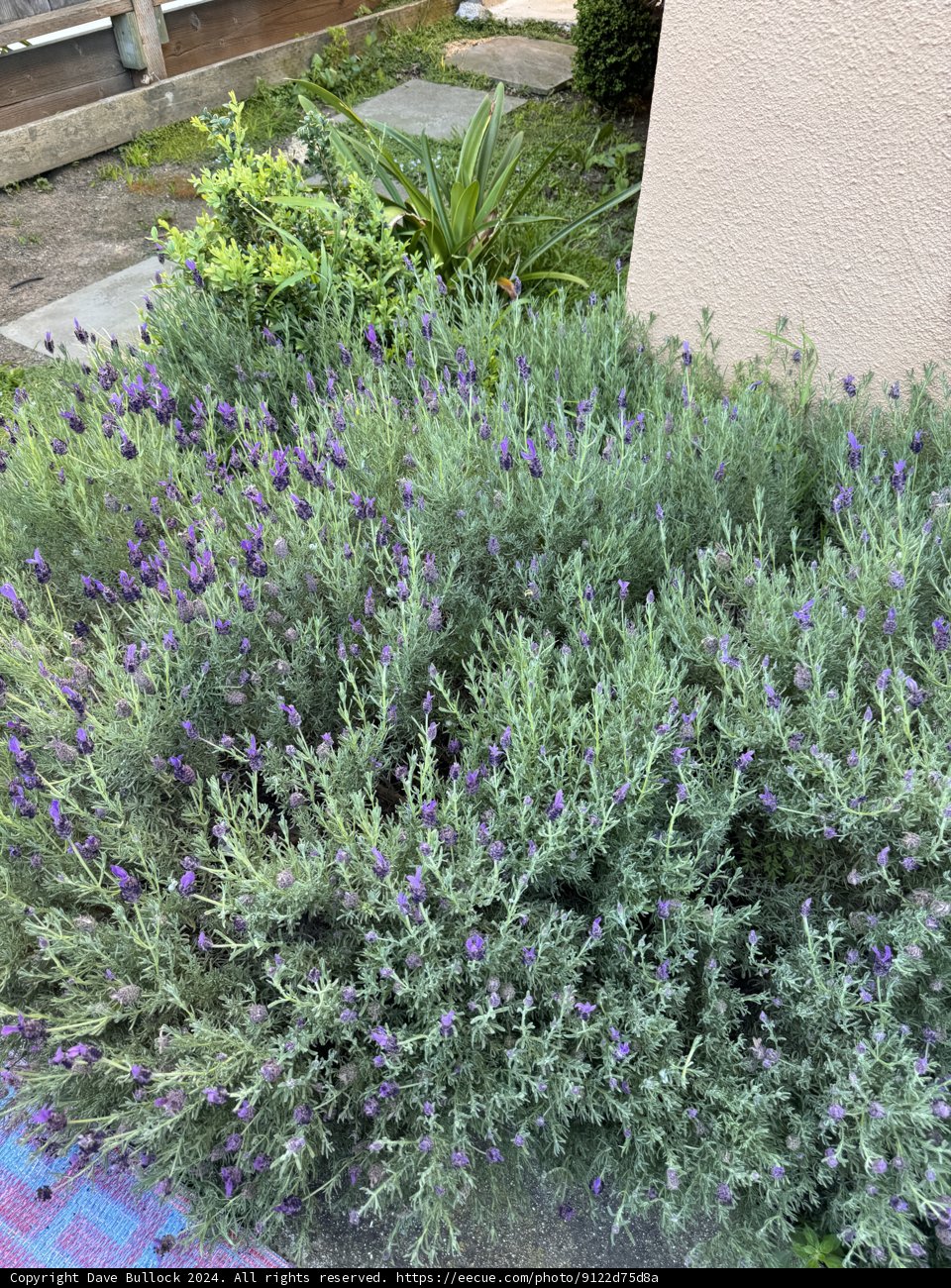Lavender Serenity