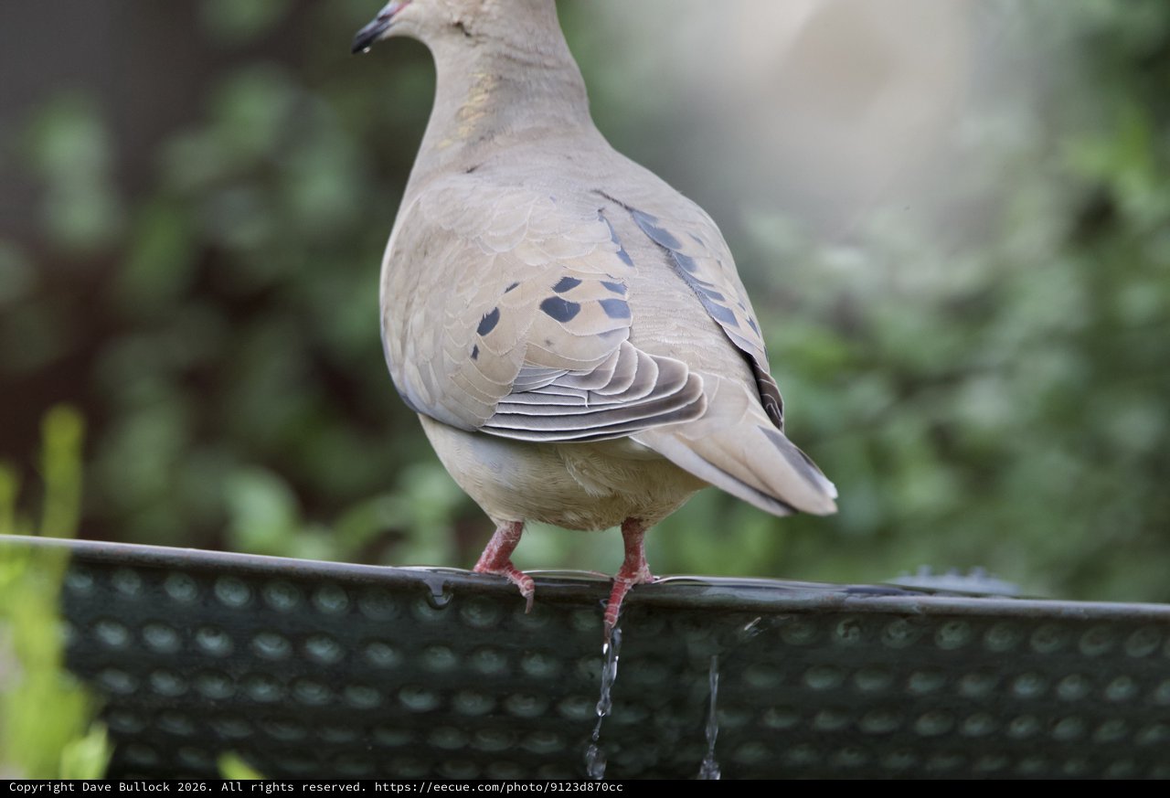 Mourning Dove Perched at Garden Bird Bath
