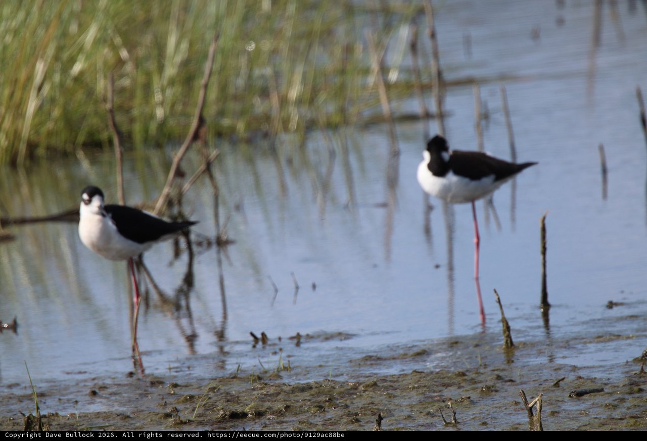 Black-necked Stilts Foraging in Shallow Wetland Waters