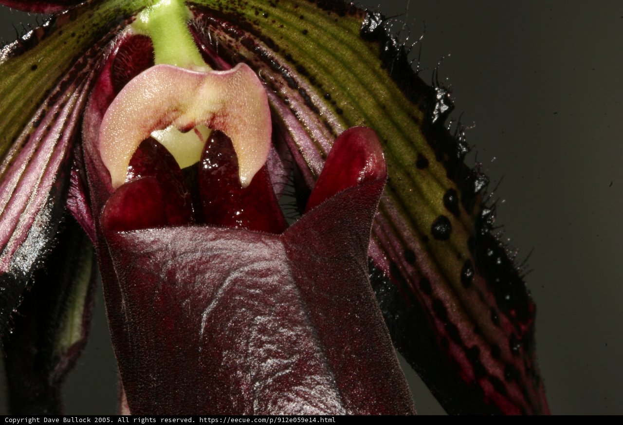 Hungry Orchid