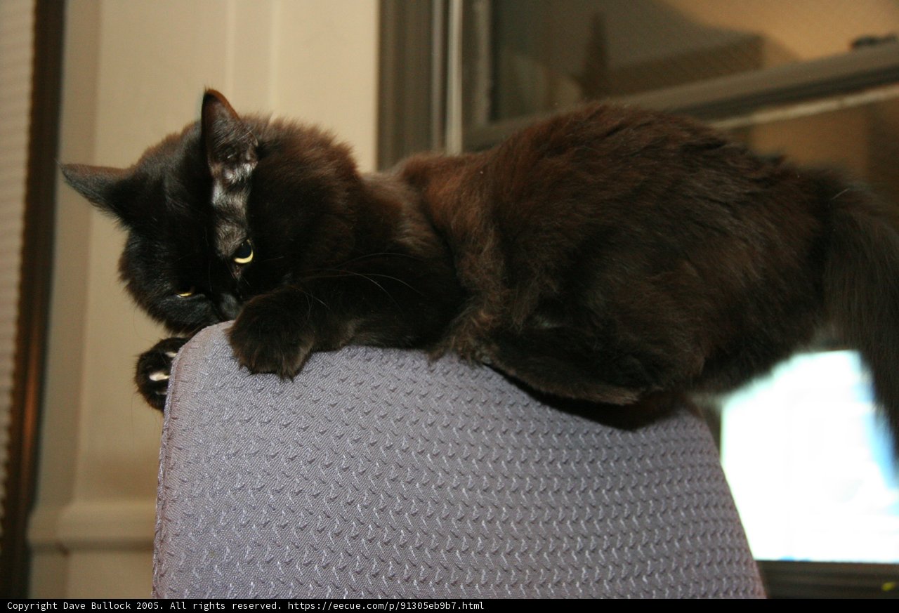 The King of the Chair