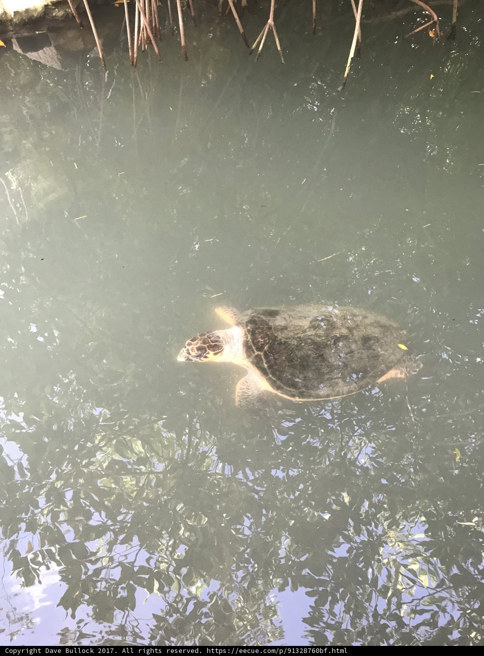 Tranquil Turtle