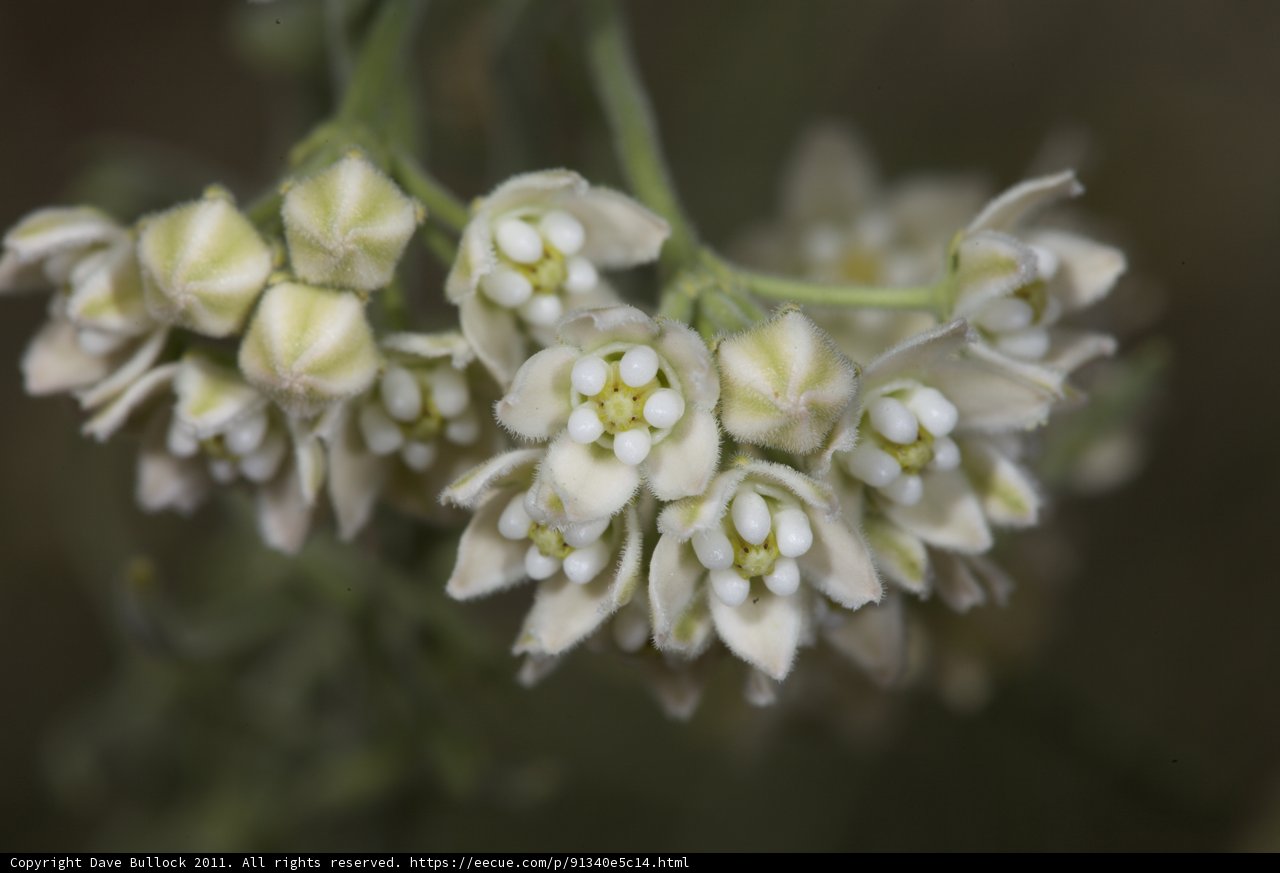 White Flower Sprouts in Anza