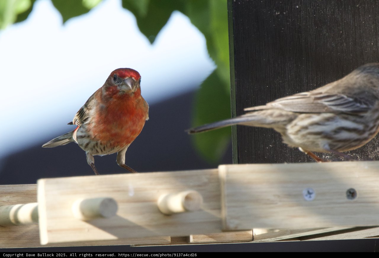 Garden Companions