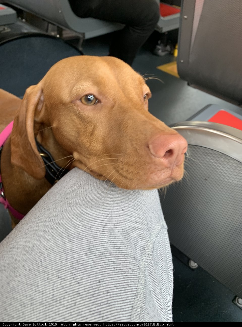 Furry Co-Passenger