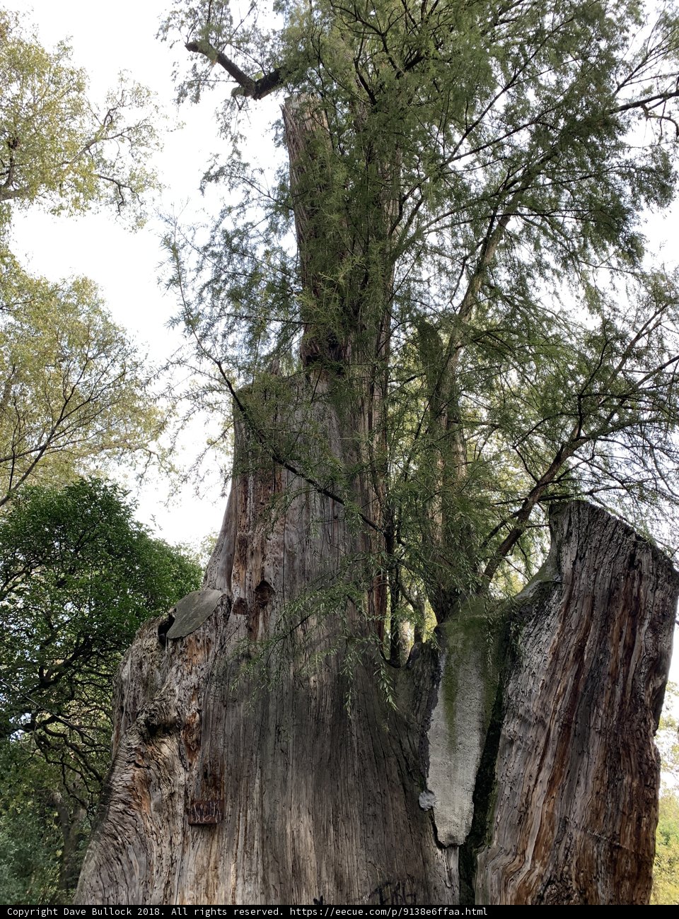 Rooted in the Past