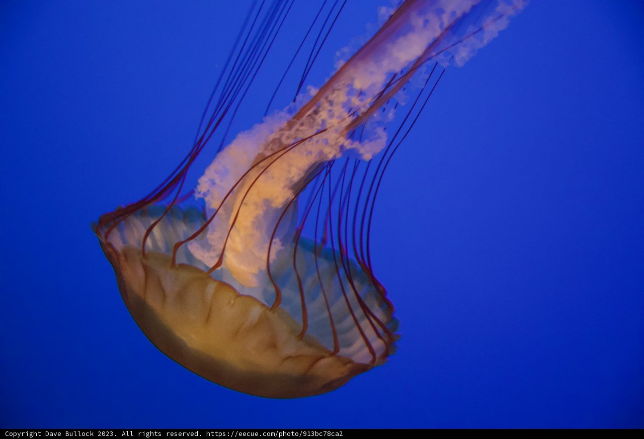 Mystical Beauty of the Monterey Depths