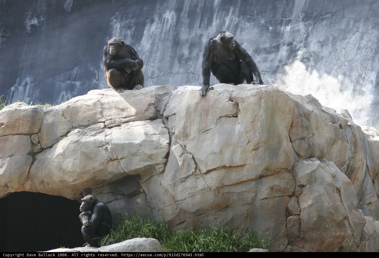 Three Monkeys on a Rock