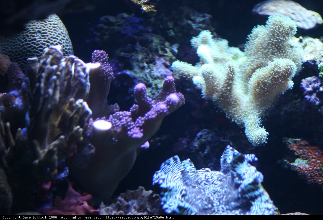 Diverse Coral Reef Ecosystem