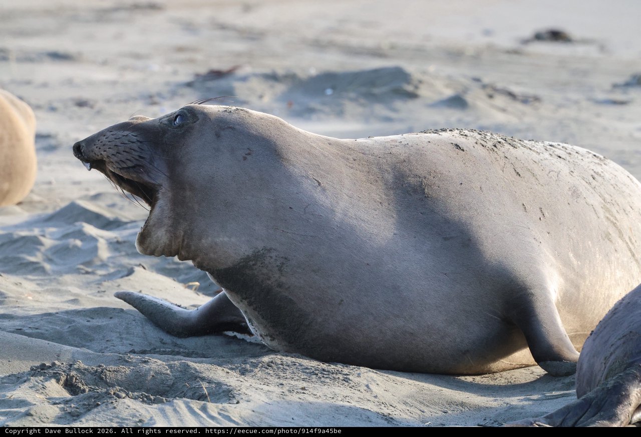 Elephant Seal Resting on Sandy Beach at Dusk