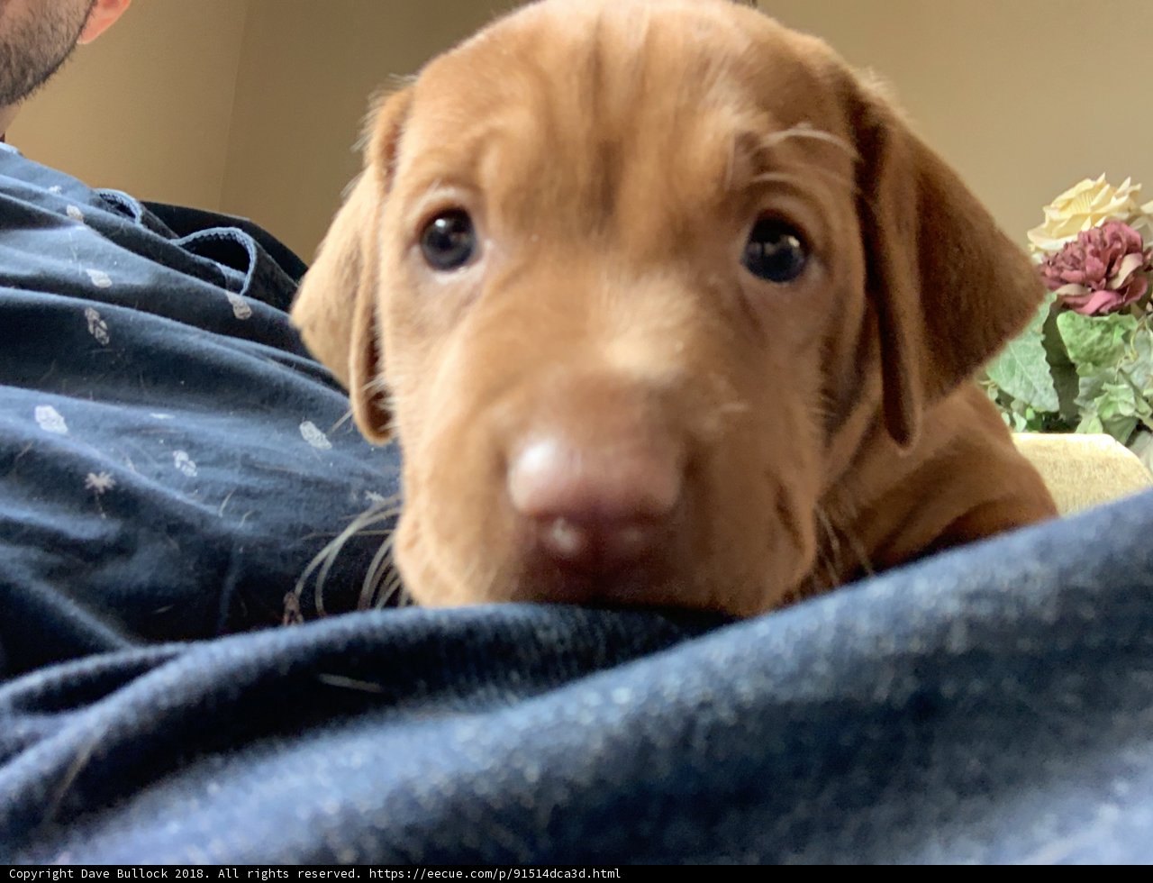 Lap Pup Love