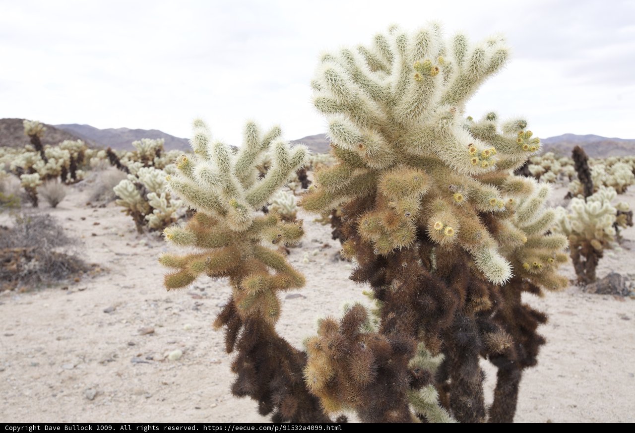 Blooming in the Desert