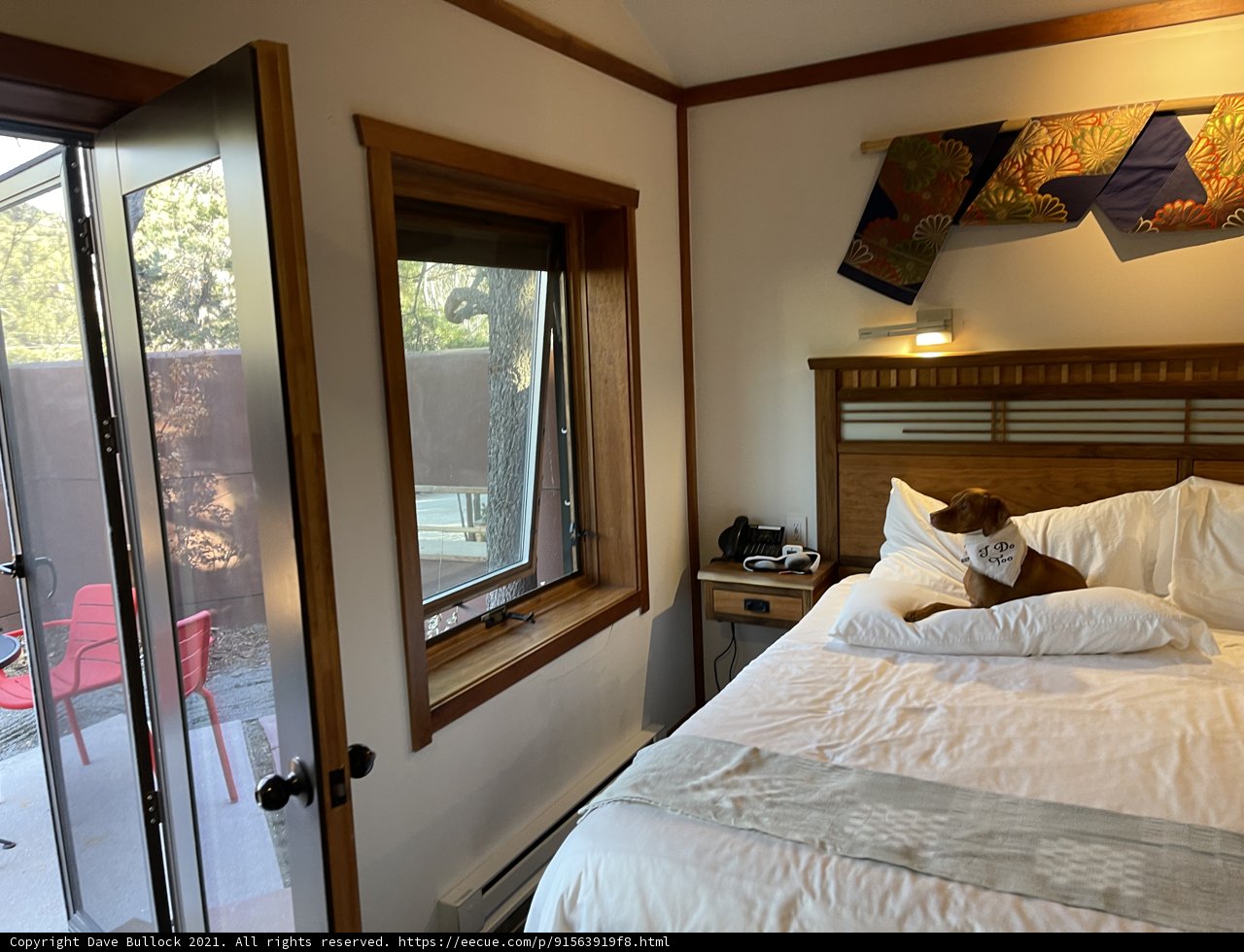 Cozy bedroom with a furry friend