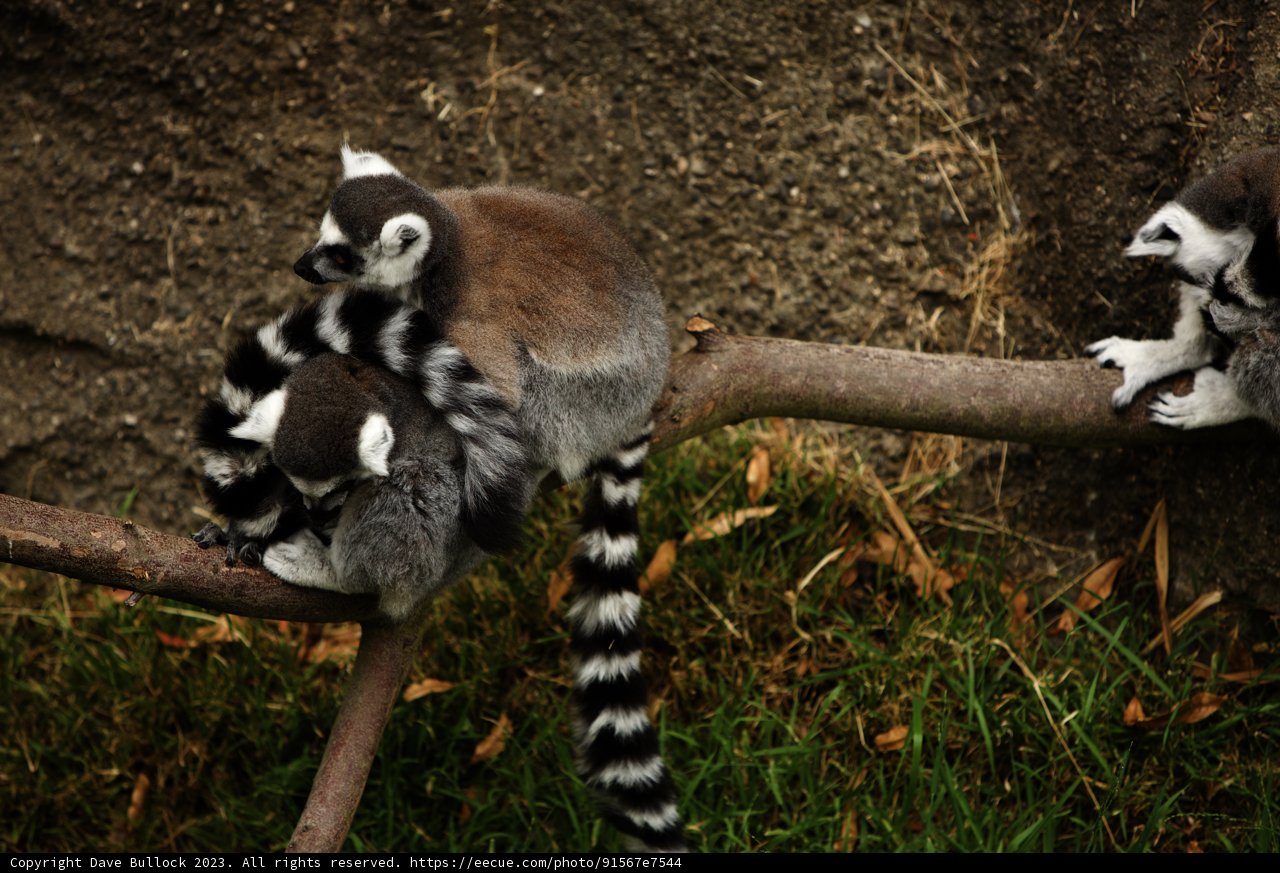 Lemur Trio at Oakland Zoo