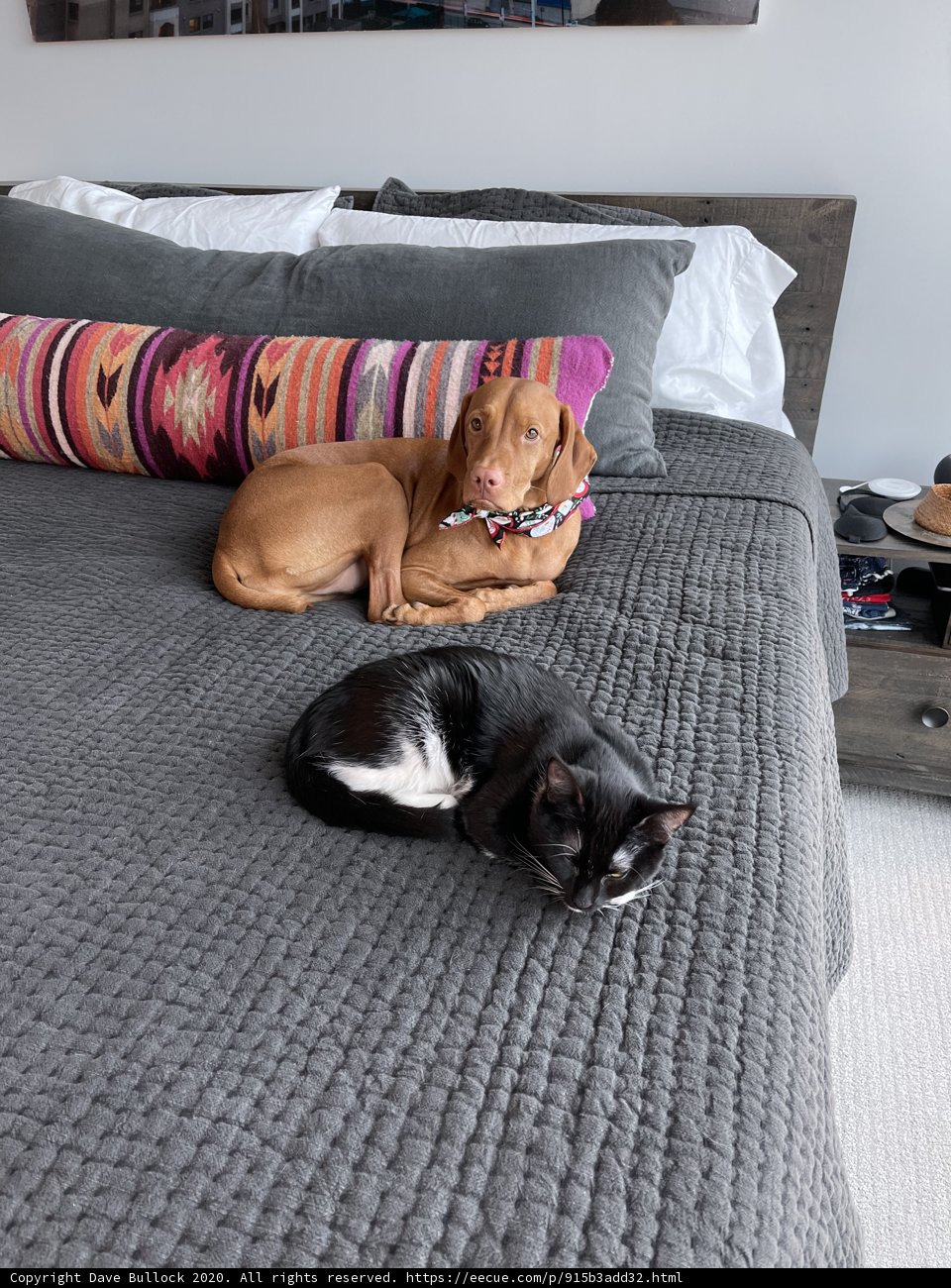 Furry Friends on a Cozy Bed