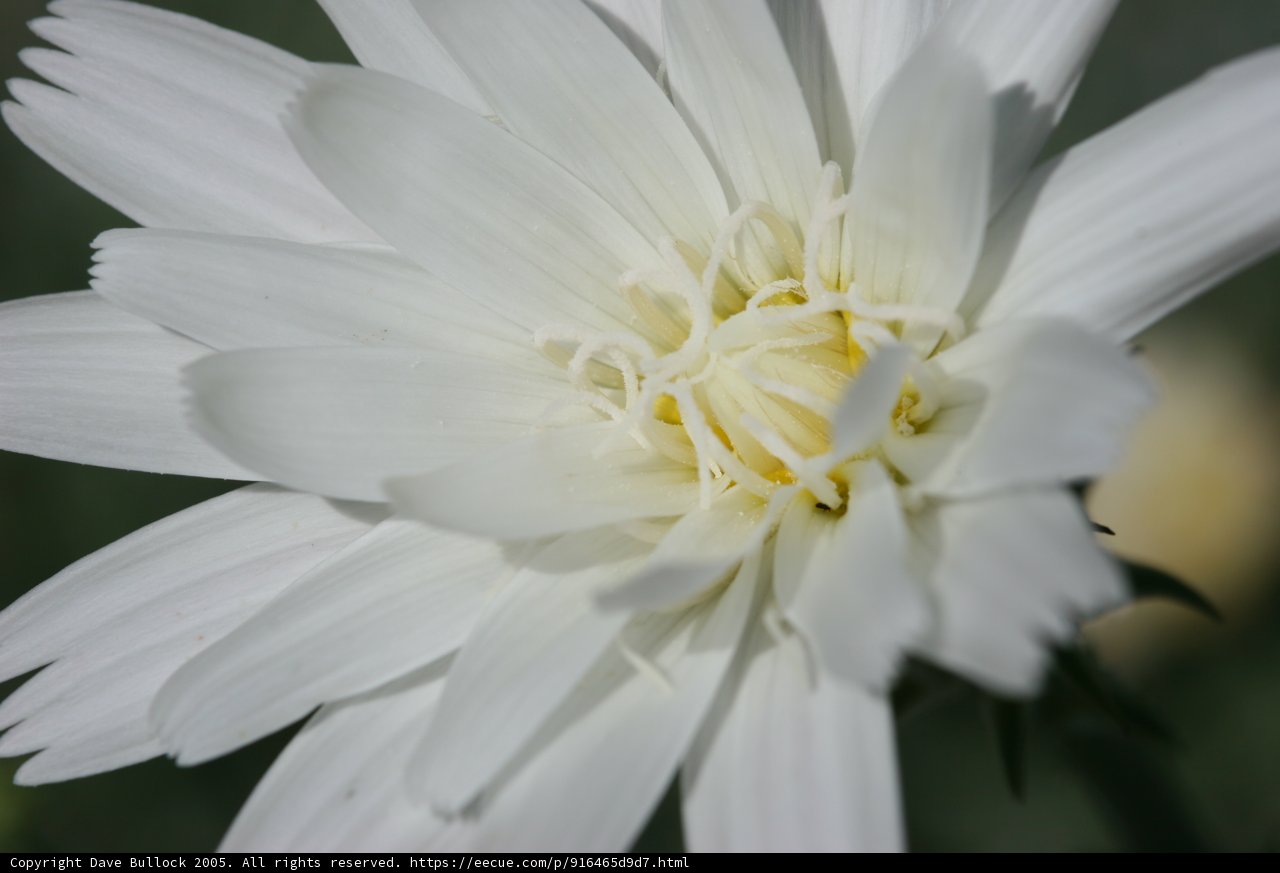Delicate White Blossom