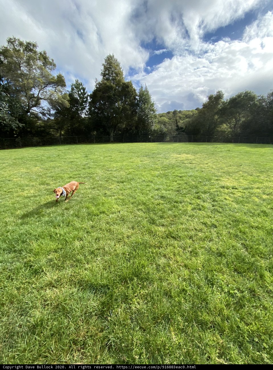 Running Free in the Countryside