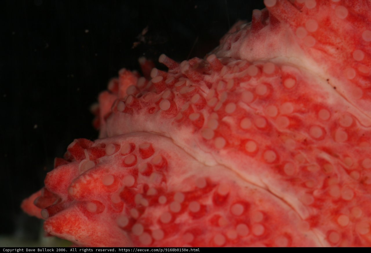 The Spotted Red Octopus