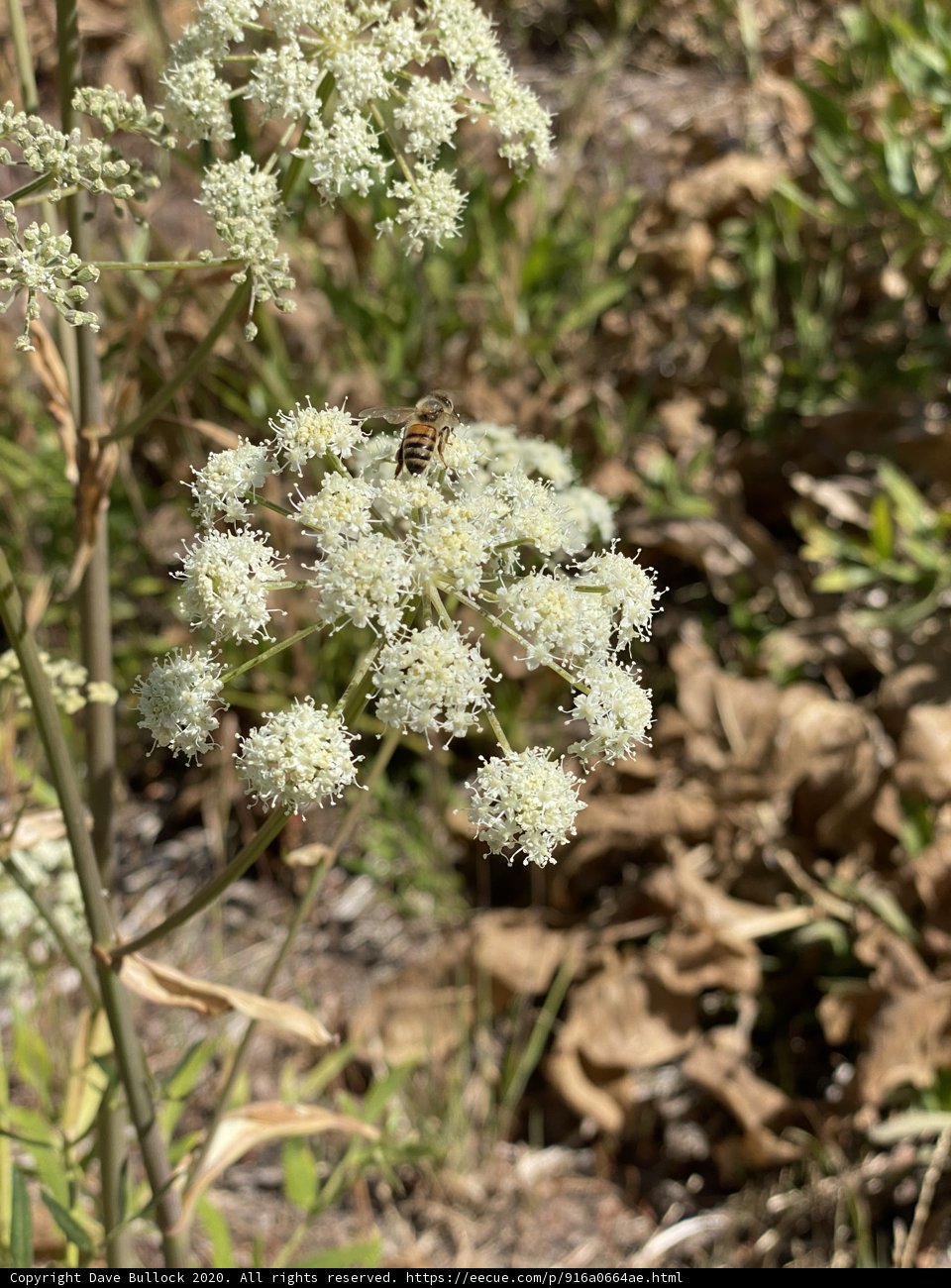 Busy Bee on White Flowers